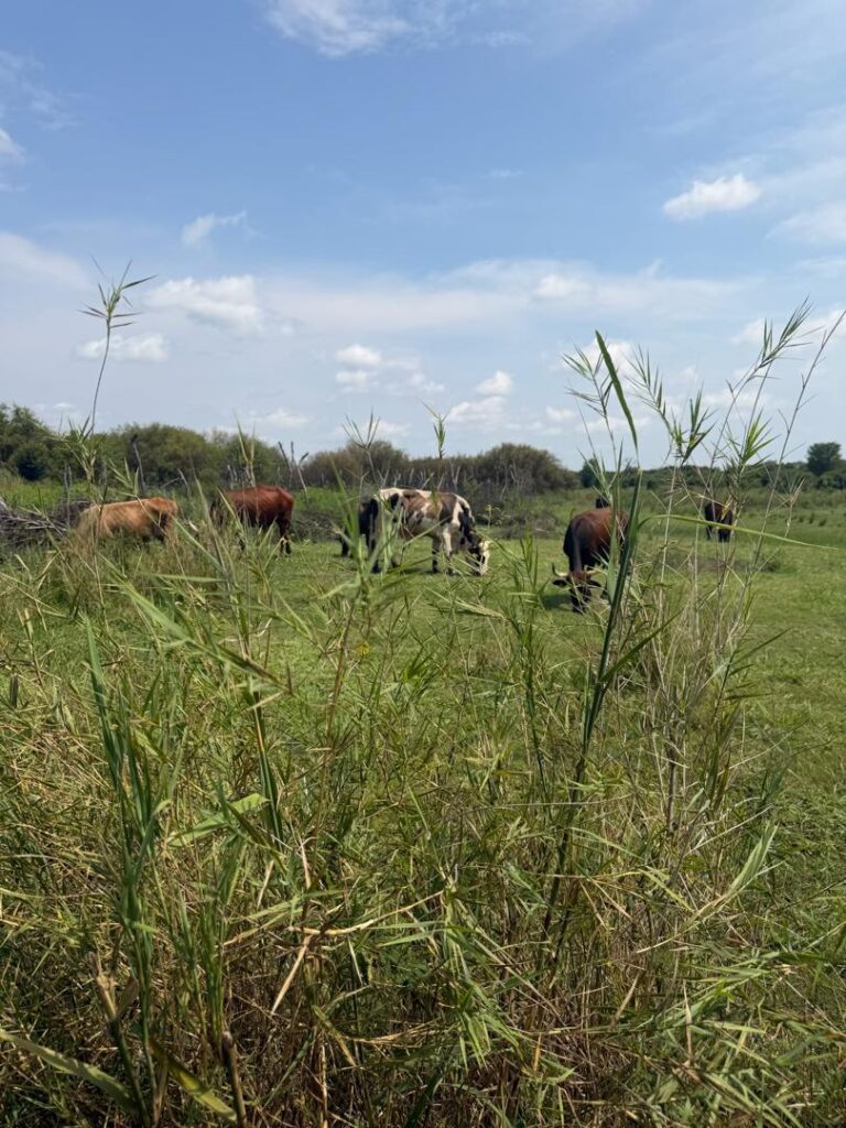 whatsapp image 2026 02 03 at 11.51.01 am (1)