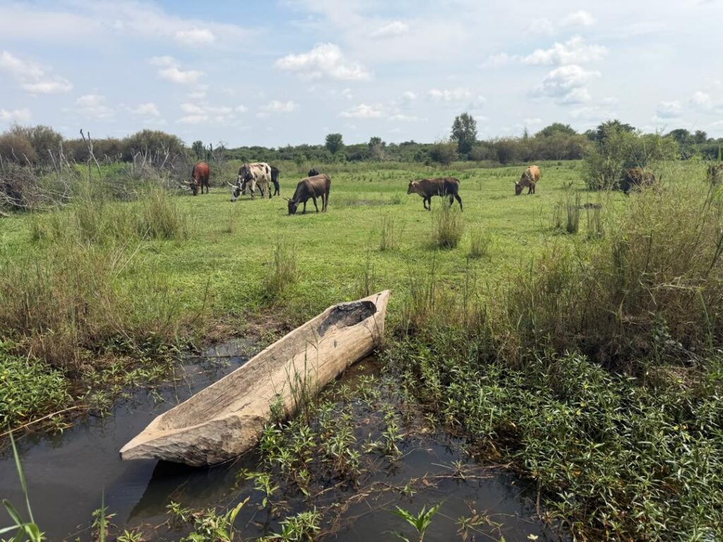 whatsapp image 2026 02 03 at 11.51.01 am