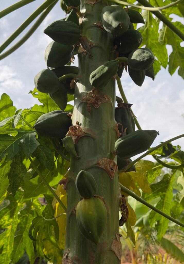 whatsapp image 2026 02 03 at 11.56.16 am