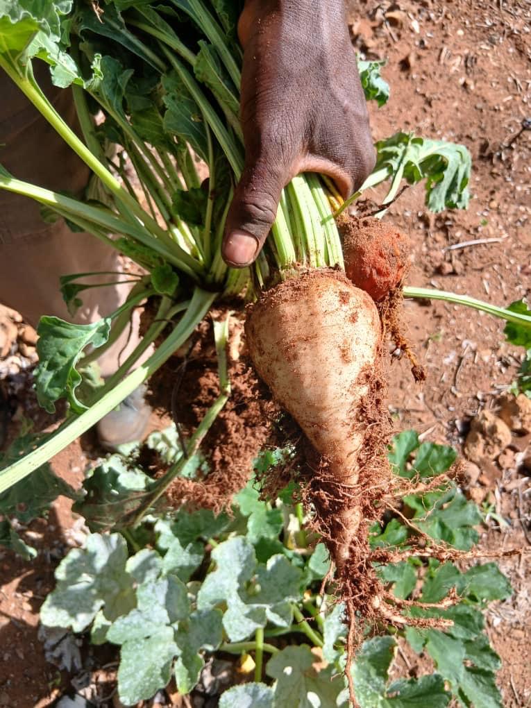 whatsapp image 2026 02 03 at 11.57.37 am (2)