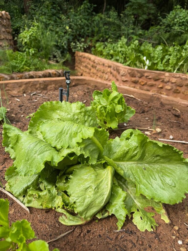 whatsapp image 2026 02 03 at 11.58.54 am